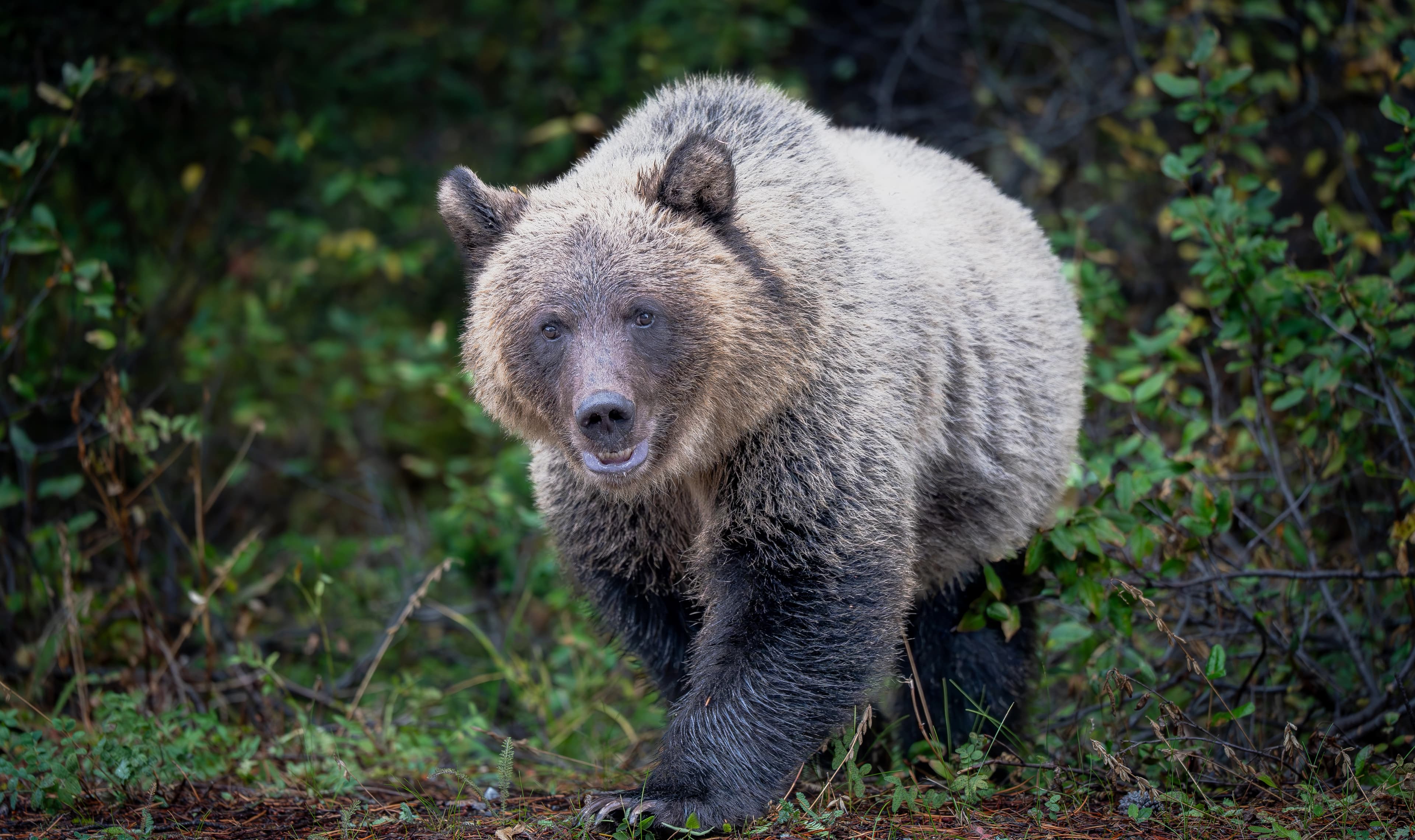 Grizzly Bear in the wild