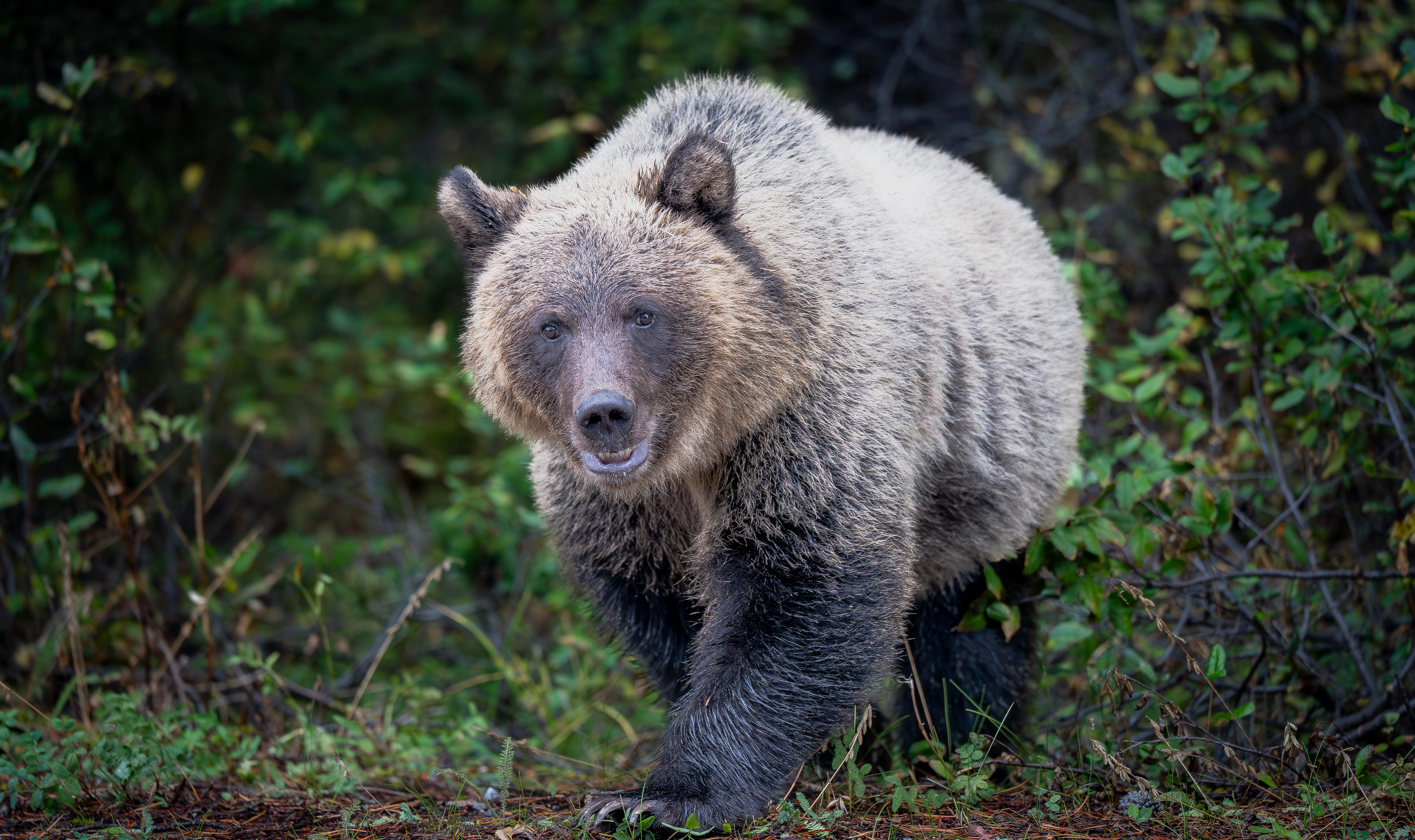 Grizzly bear in the wild